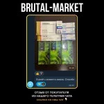 Testosterone Enanthat (Oracle) 10 ампул - 250мг/мл